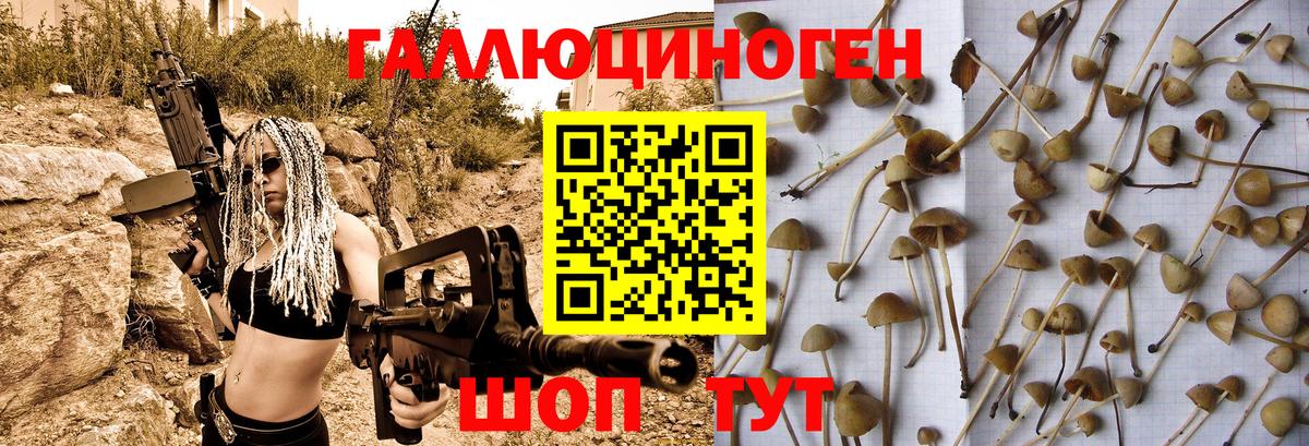 Галлюциногенные грибы GOLDEN TEACHER  Вход с VPN  Новочебоксарск  Псилоцибиновые грибы Psilocybe 